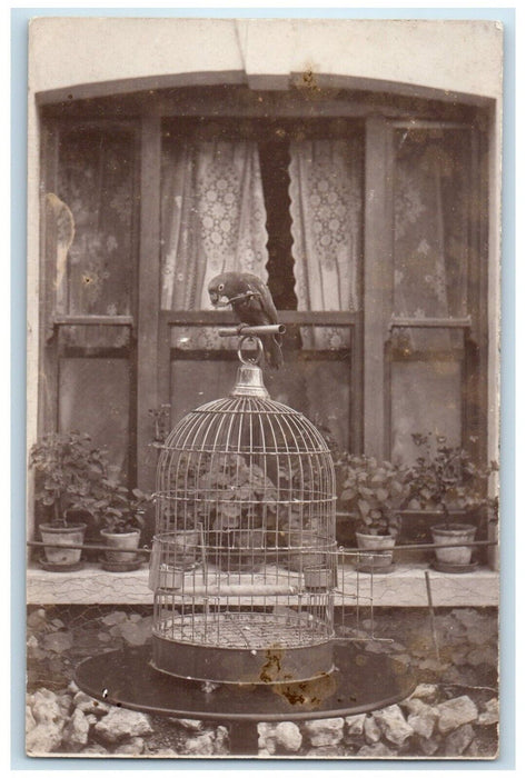 c1910's Parrot Birdcage England United Kingdom UK RPPC Photo Antique Postcard