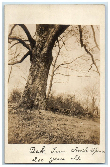 c1910's Oak Tree Spencer Massachusetts MA RPPC Photo Posted Antique Postcard