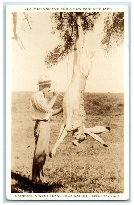 1942 Skinning A West Texas Jack Rabbit Exaggerated Eutaw AL PPC Photo Postcard