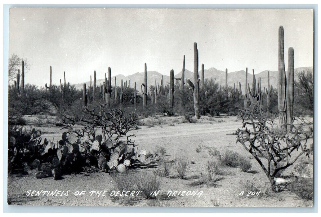 c1940's Sentinels Of The Desert In Arizona AZ RPPC Photo Vintage Postcard