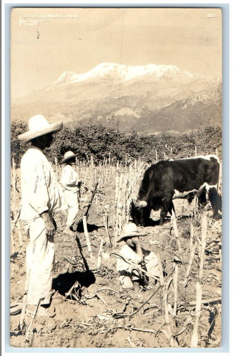 1941 Farmer Farm Corn Cow View Of Iztaccihuatl Puebla Mexico RPPC Photo Postcard