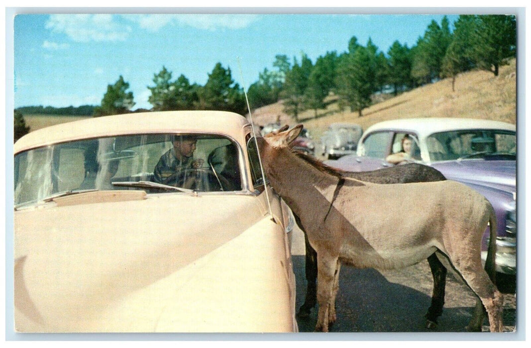 c1960 Mountain Burros Custer State Park Nibble Black Hills South Dakota Postcard