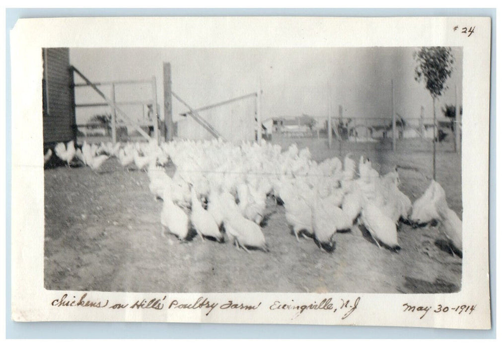 1914 Scene of Chickens on Hills Poultry Farm Ewingville New Jersey NJ Photo