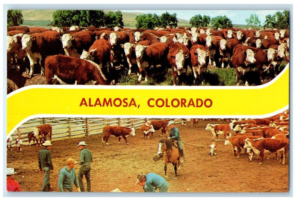 c1960 Cows Riding Horse Animals Multi-View Alamosa Colorado CO Unposted Postcard