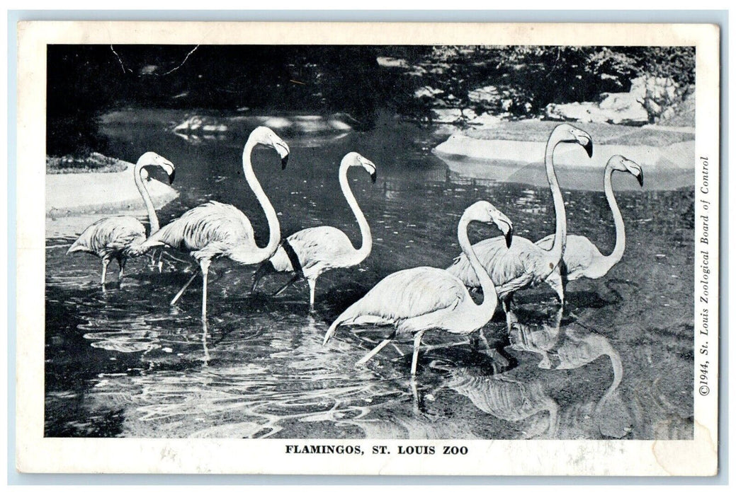 c1940 Flamingos St Louis Zoo Zoological St Louis Missouri MO Unposted Postcard