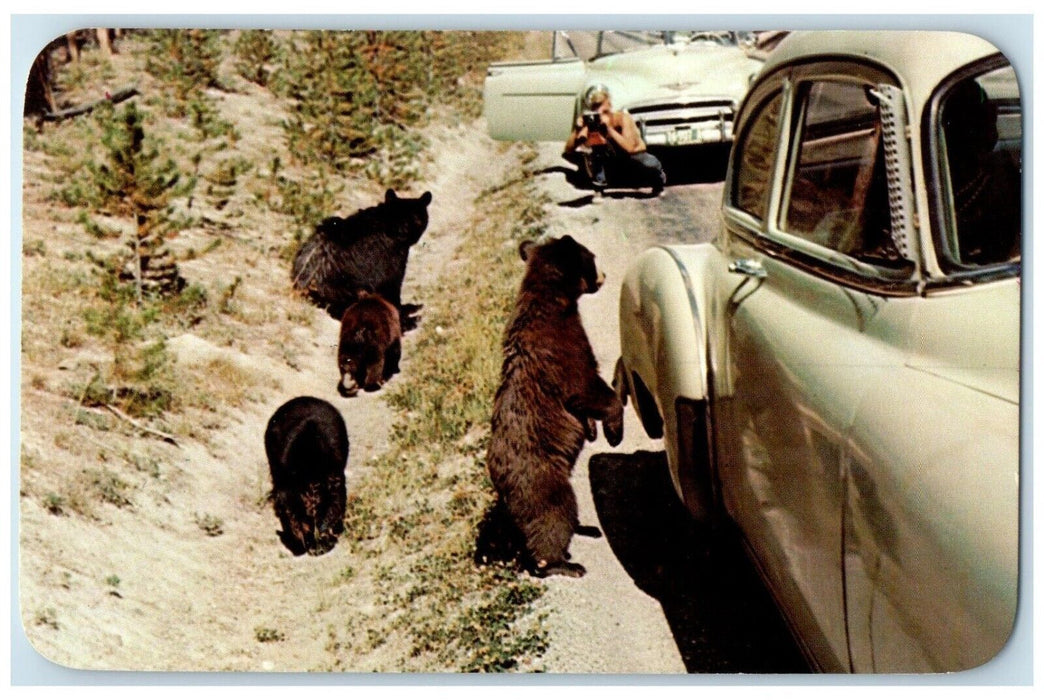c1960 Bear Beggars Yellowstone National Park Wyoming WY Vintage Antique Postcard
