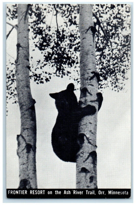 1940 Frontier Resort Ash River Trail Animal Climbing Tree Orr Minnesota Postcard