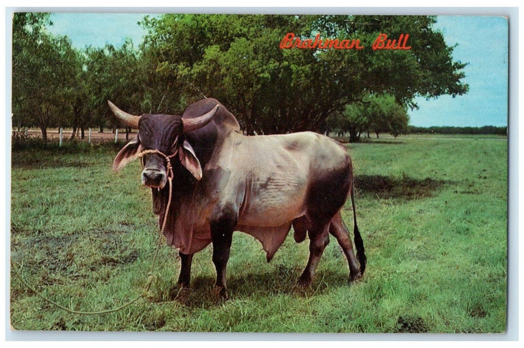 1967 Brahman Bull Brahma Charolaise Charbray Cattle Weslaco Texas TX Postcard