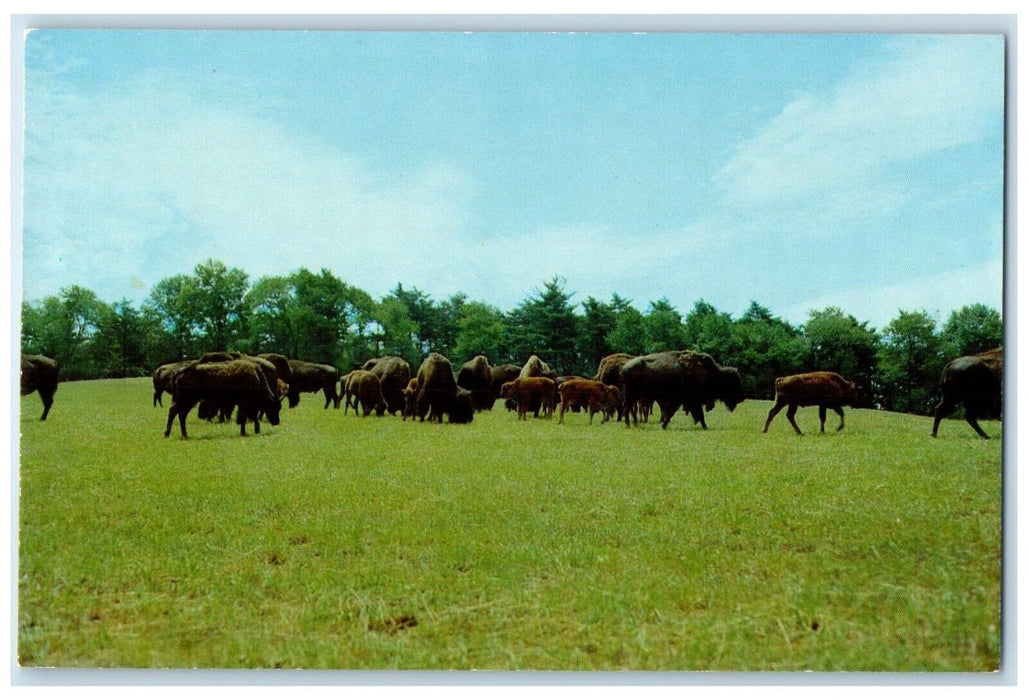 c1960 Buffalo Inn Animals Field Farm Lock Haven Pennsylvania PA Vintage Postcard