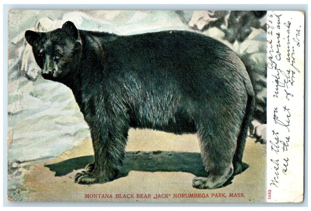 1906 Montana Black Bear Jack Norumbega Park Massachusetts MA Vintage Postcard