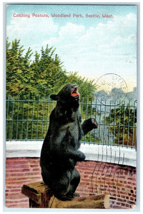 1909 Catching Peanuts Woodland Park Bear Seattle Washington WA Vintage Postcard