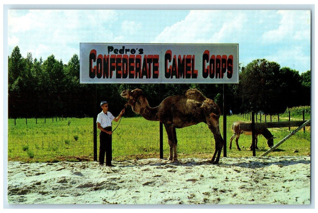 c1960 South Border Confederateland Camel Corps Dillon South Carolina SC Postcard