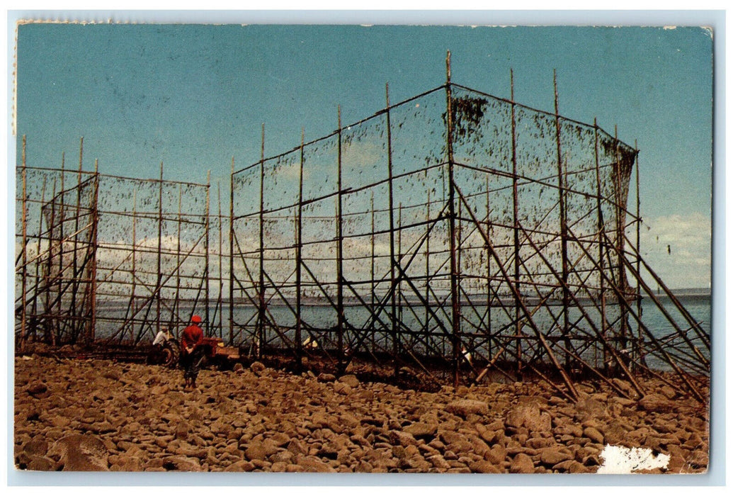1971 Fish Weir at Low Tide Bay of Fundy Nova Scotia Canada Posted Postcard