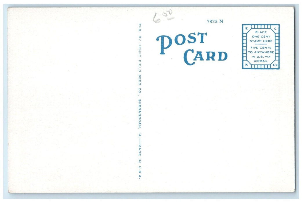 c1920 Lily Pool Nursery Gardens Henry Field Seed Flower Shenandoah Iowa Postcard