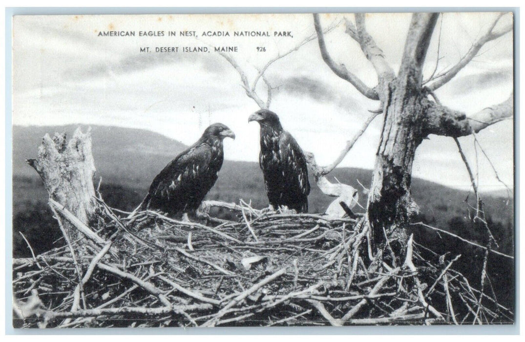 American Eagles In Nest Acadia National Park Mt. Desert Island ME Postcard