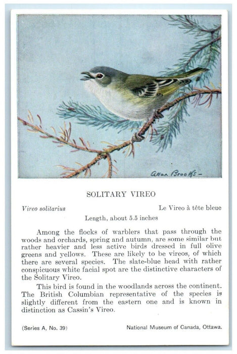 c1910's Solitary Vireo Solitarius Song Bird Animals Unposted Antique Postcard