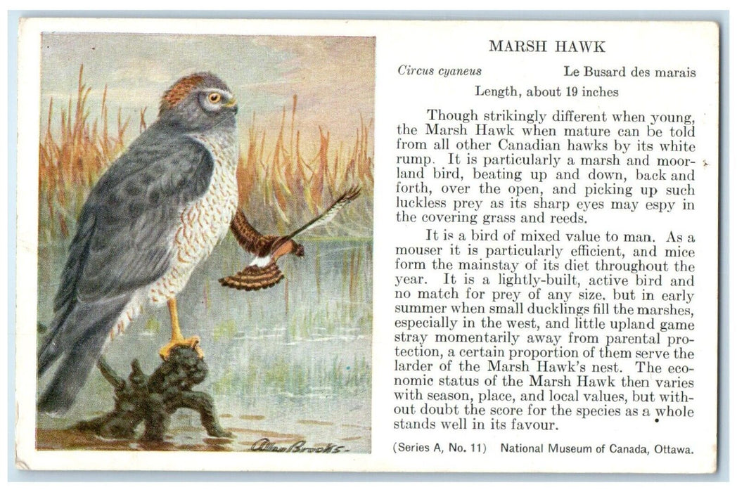c1910's Marsh Hawk Circus Cyaneus Bird Animals Unposted Vintage Postcard
