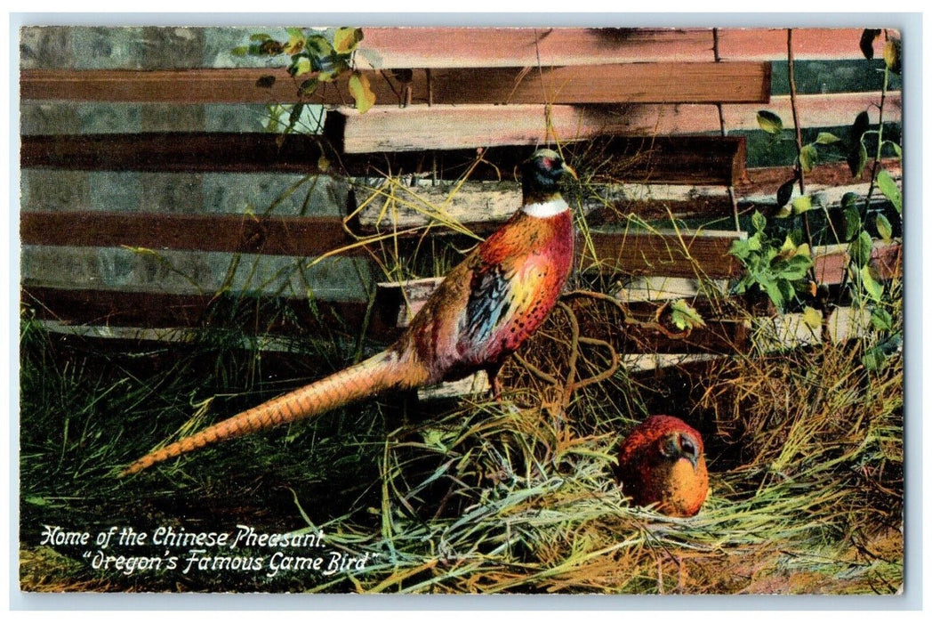c1910's Home Of Chinese Pheasant Oregon's Famous Game Bird Antique Postcard