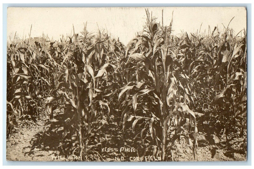 1909 Corn Field Williston North Dakota ND RPPC Photo Posted Antique Postcard