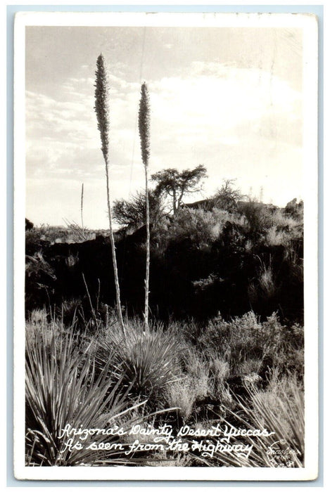 1951 Arizona's Dainty Desert Yuccas Seen From Hwy Tucson AZ RPPC Photo Postcard