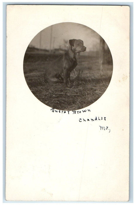 1909 Bustey Brown Pit Bull Puppy Dog Chandley Missouri MO PPPC Photo Postcard