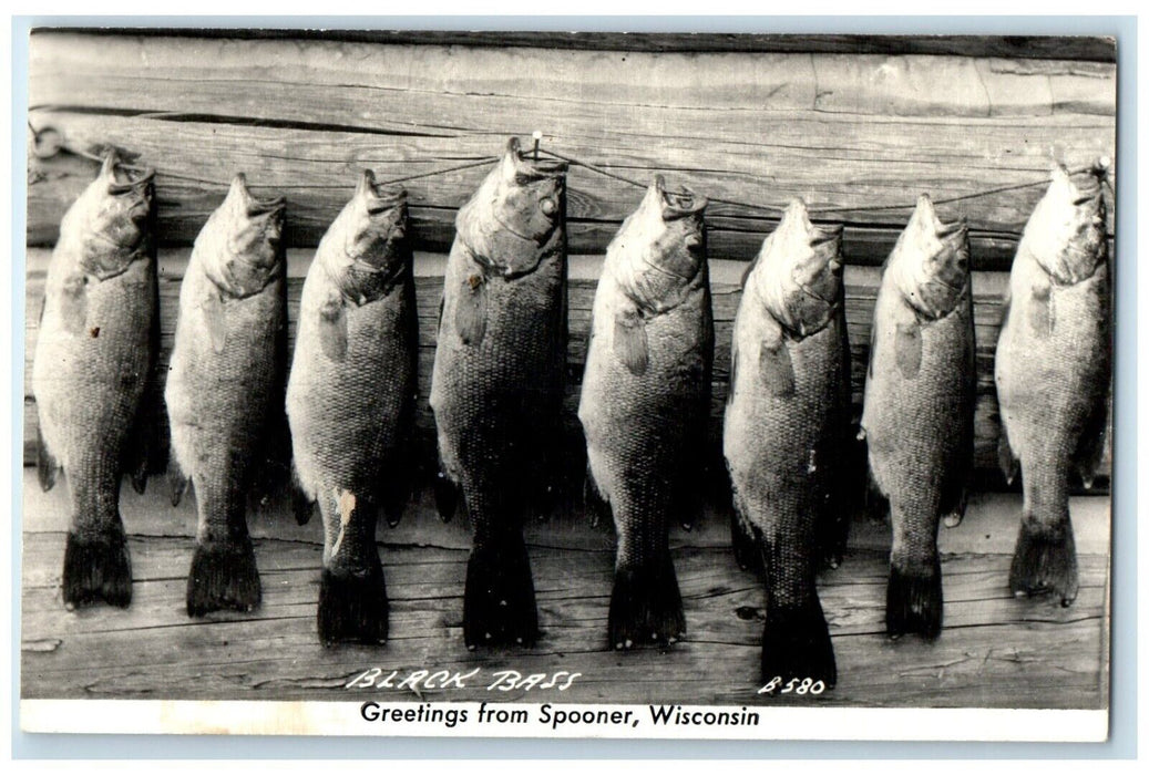 Greetings From Spooner Wisconsin WI, Black Bass Fishes RPPC Photo Postcard