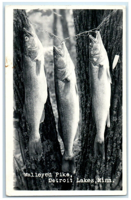 c1940's Walleyed Pike Fishes Detroit Lakes Minnesota MN RPPC Photo Postcard