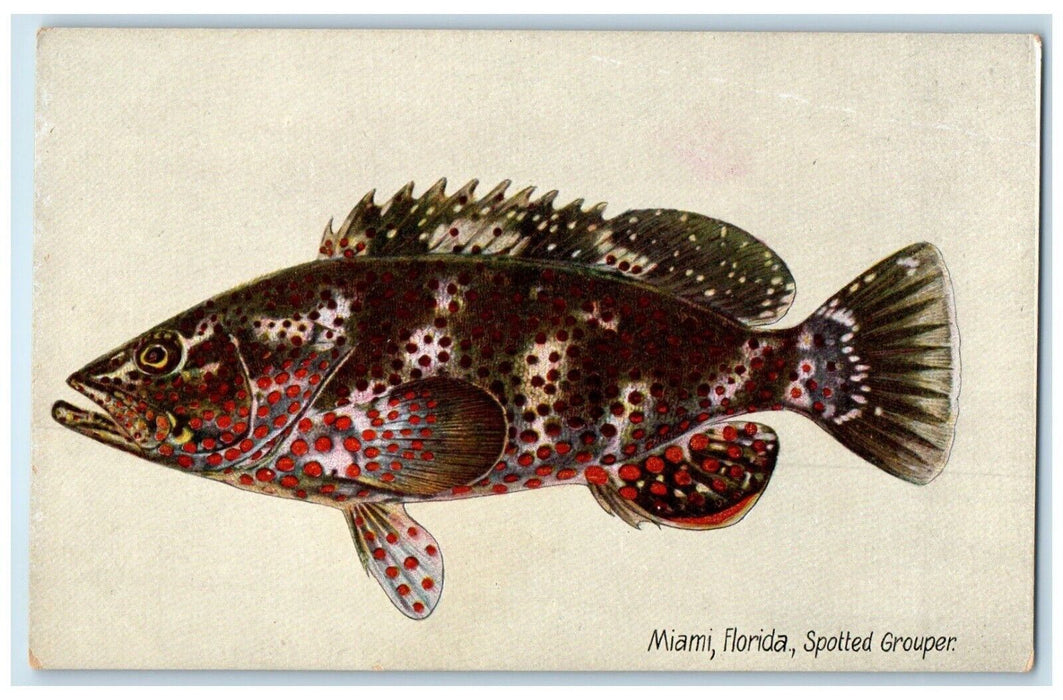 c1905 Miami Florida FL, Spotted Grouper Fish Posted Antique Postcard