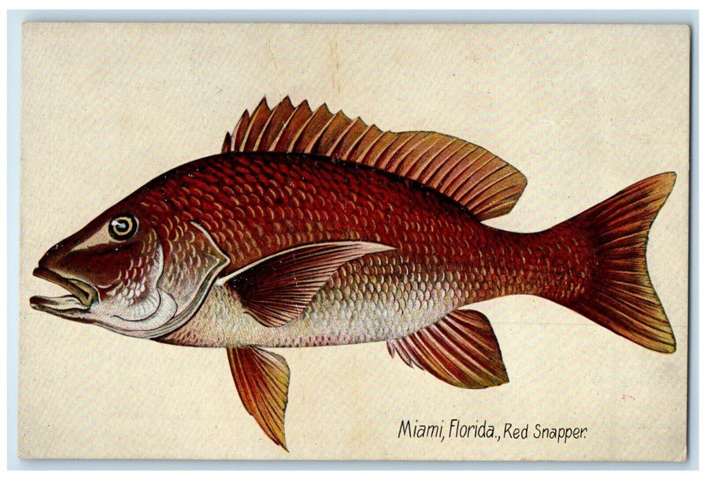 c1905 Miami Florida FL, Red Snapper From The Shore Of Ozona Antique Postcard