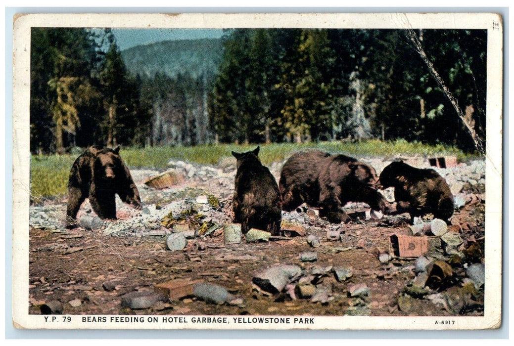 1929 Bears Feeding Hotel Garbage Rocks Yellowstone Park Wyoming Vintage Postcard