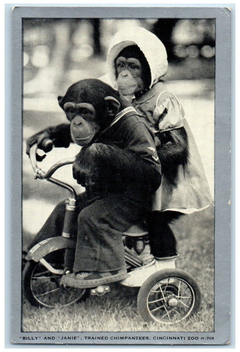 c1940 Billy Janie Trained Chimpanzees Cincinnati Zoo Cincinnati Ohio OH Postcard