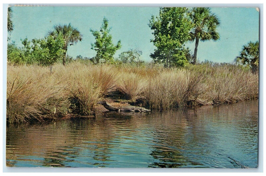 1965 Florida Alligator Rests Marshy Banks Tomoka River Ormond Beach FL Postcard