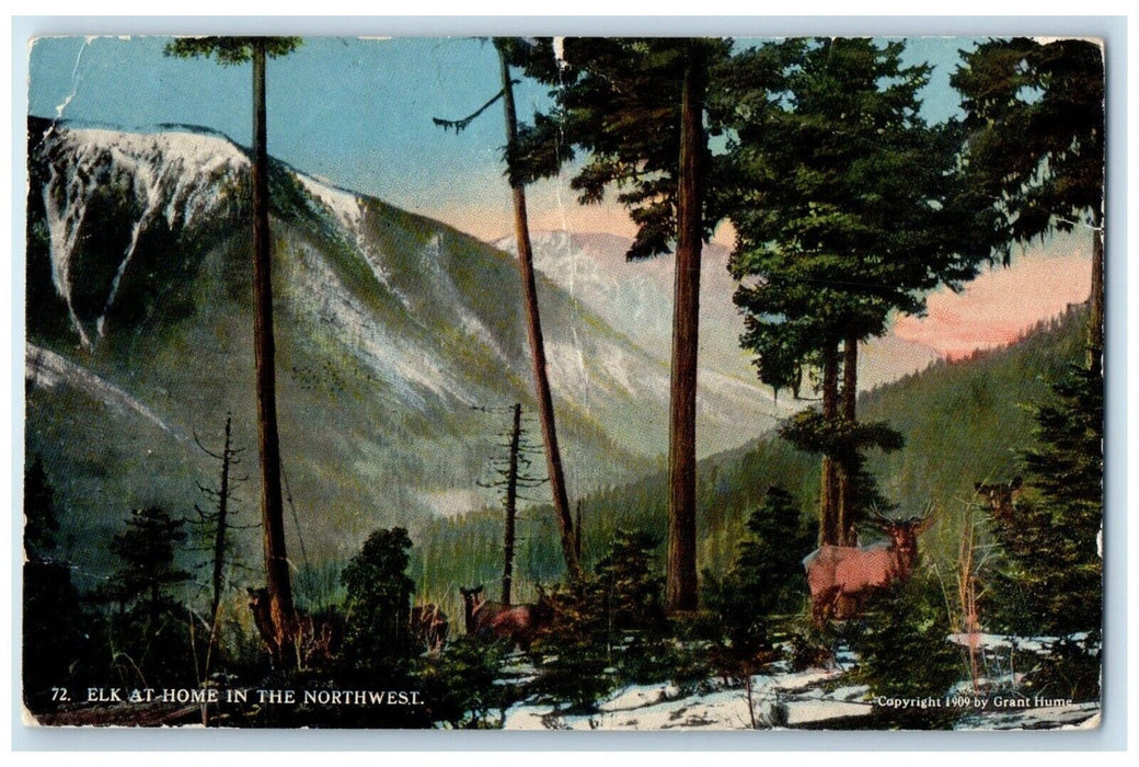 1919 Elk At Home In The Northwest Index Washington WA Posted Antique Postcard