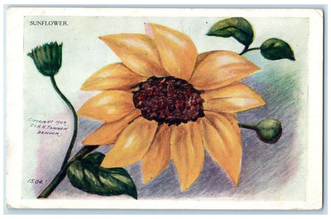 1911 Sunflower Leaves Flower Harshman Ohio RFD Vintage Antique Posted Postcard