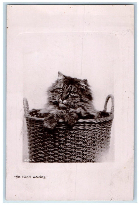 c1905 Long Haired Cat In Basket So Tired Waiting Valley City ND Antique Postcard