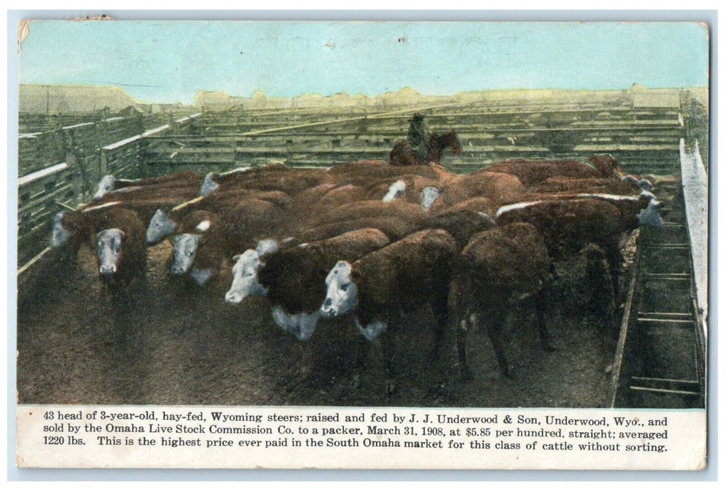 1908 43 Head Of 3 Years Old Hay Fed Animals Underwood Wyoming WY Posted Postcard