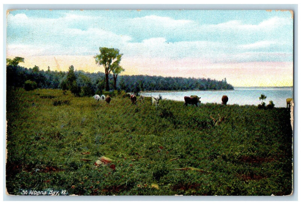 1914 Cow Grass Field River Lake St. Albans Bay Vermont Vintage Antique Postcard