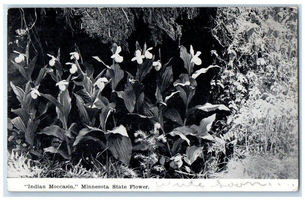1909 Indian Moccasin Minnesota State Flower Onamia Minnesota MN Vintage Postcard
