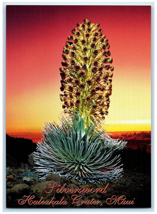 c1960 Rare Plant Silversword Haleakala Crater Maui Photo By David Olsen Postcard