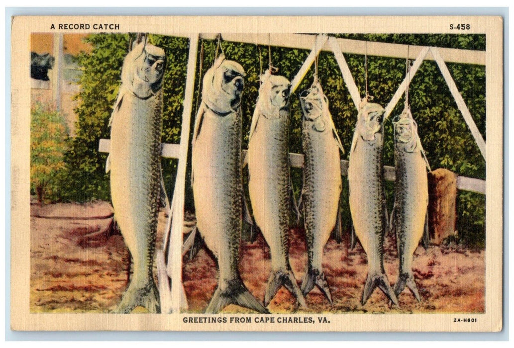 c1940 Record Catch Greetings From Cape Charles Virginia Vintage Antique Postcard