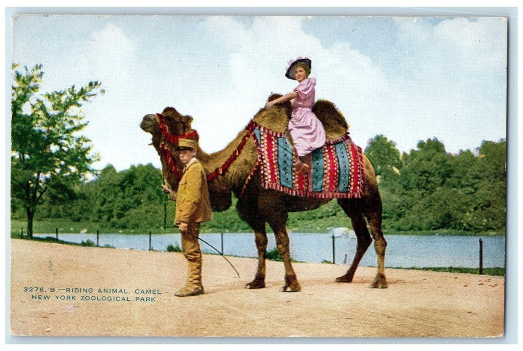 1917 B-Riding Animal Camel New York Zoological Park Albany NY Vintage Postcard