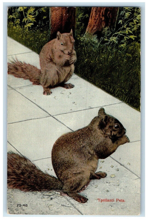 c1910 Ypsillanti Pets Eating Squirrels Animal Michigan Vintage Antique Postcard