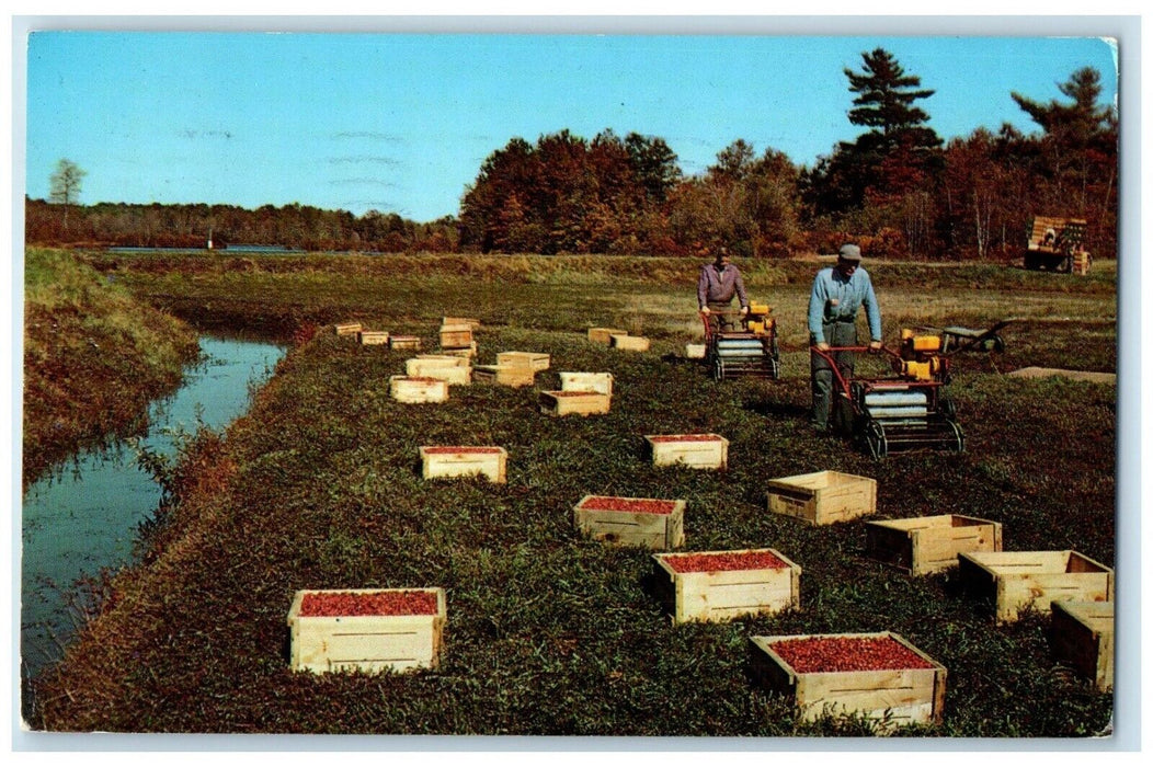 1973 Ocean Spray Cranberries Inc Hanson Massachusetts MA Vintage Posted Postcard