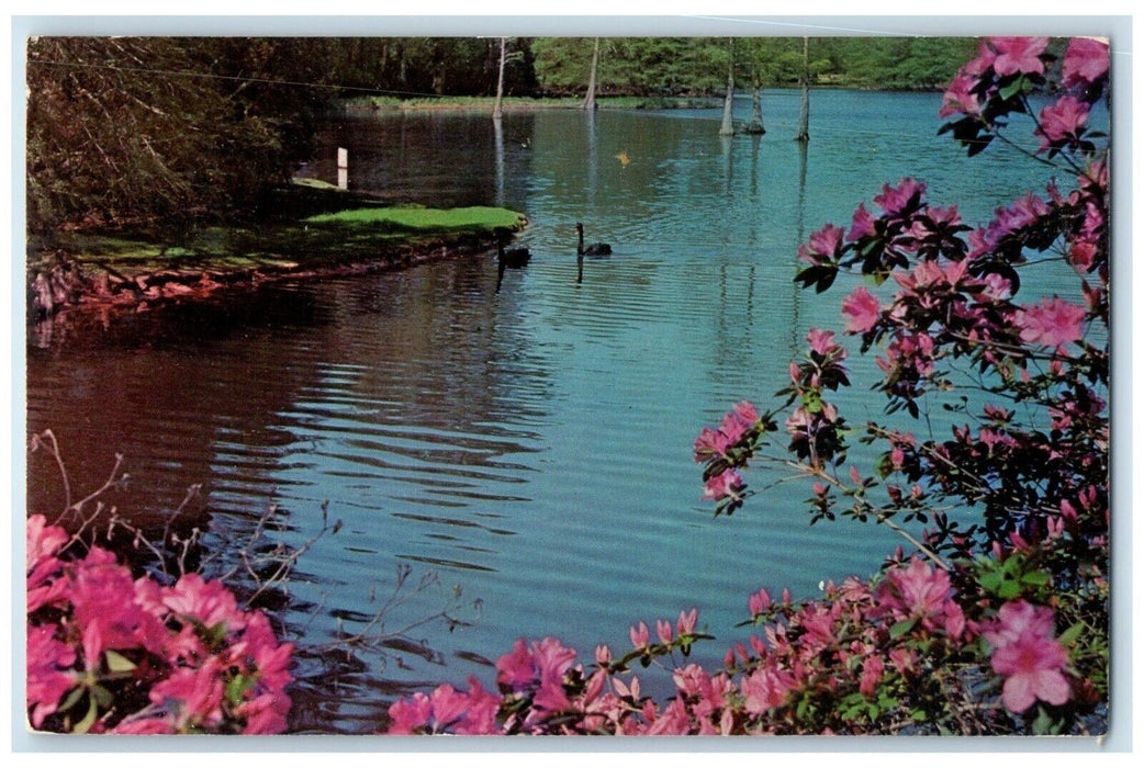 1966 Swan Lake Gardens Cypress Millpond River Sumter South Carolina SC Postcard