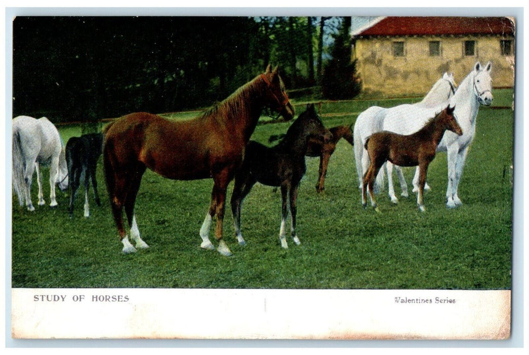 1908 Study Of Horses Animals Hopewell New Jersey NJ Posted Antique Postcard