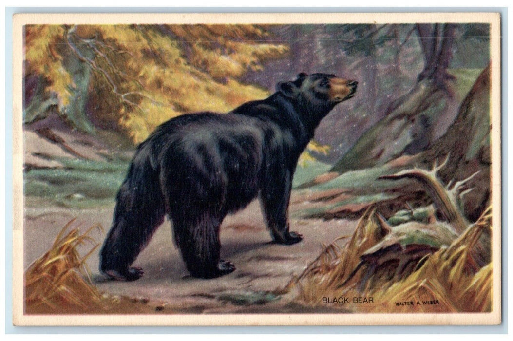 Black Bear America Wildlife Animal Walter Weber Unposted Vintage Postcard