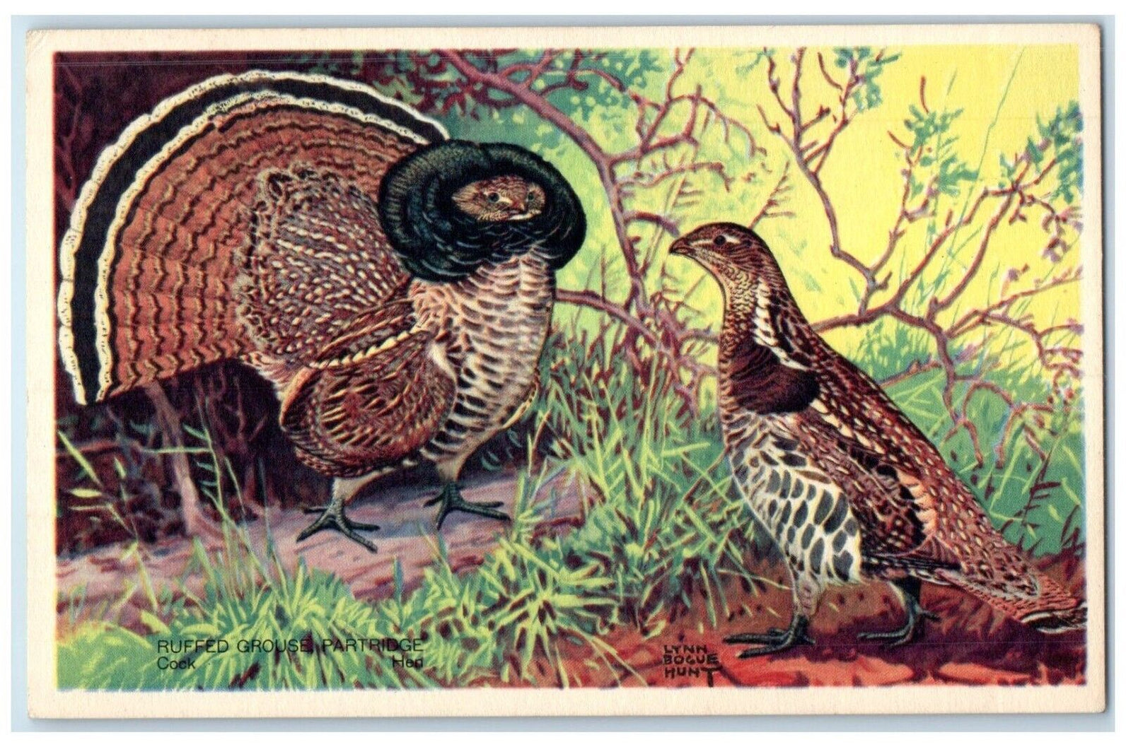 Ruffed Grouse Partridge Cock Hen America Wildlife Lynn Bogue Hunt Post ...