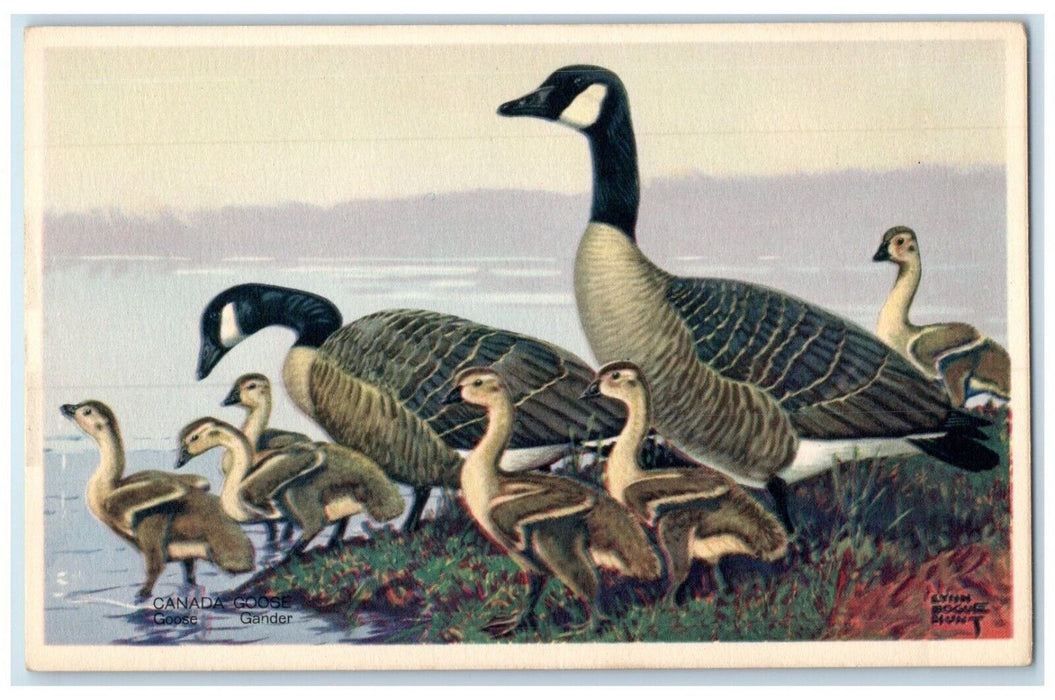 Canada Goose Gander Wildlife Animals Lynn Bogue Hunt Unposted Vintage Postcard