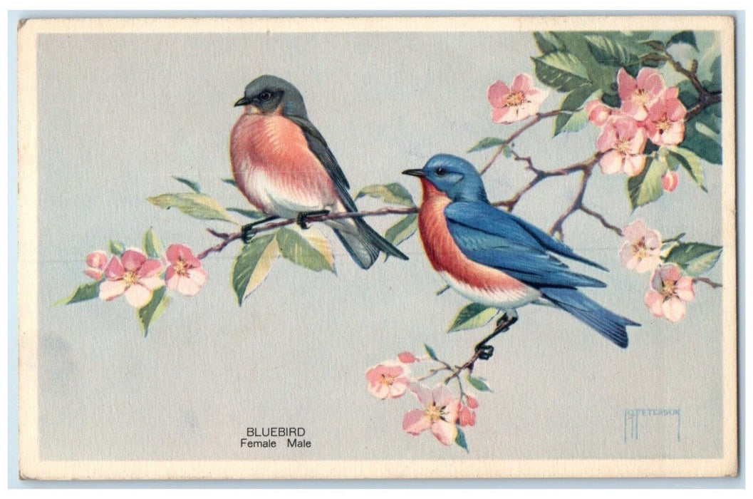 Bluebird Female Male Sialia Sialis Wildlife Animals Unposted Vintage Postcard