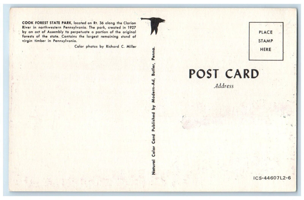 c1960 Cook Forest State Park Clarion River Banner Road Pennsylvania PA Postcard